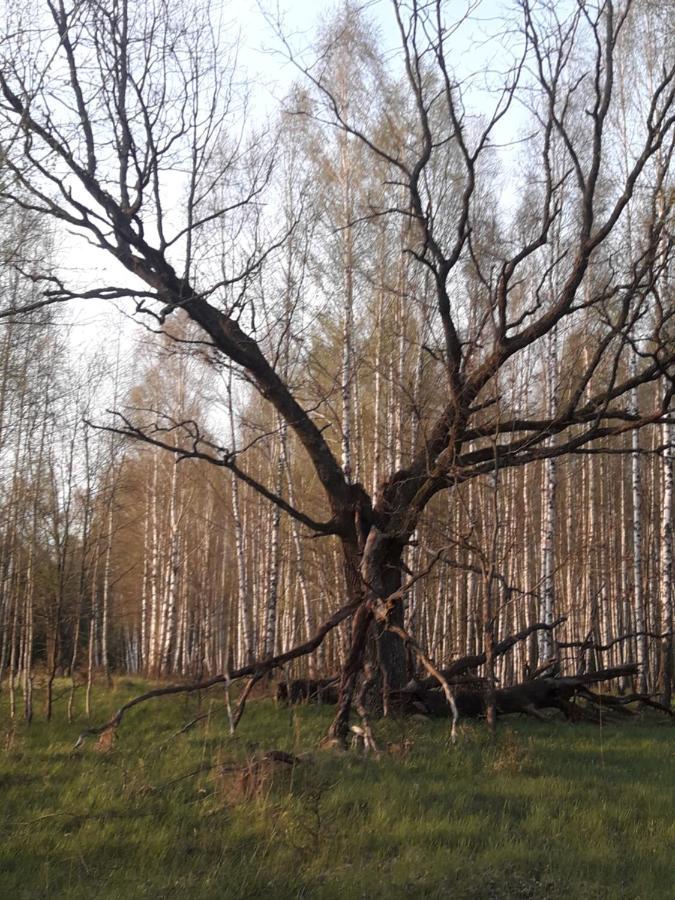 In Nature Bialowieza Exterior foto