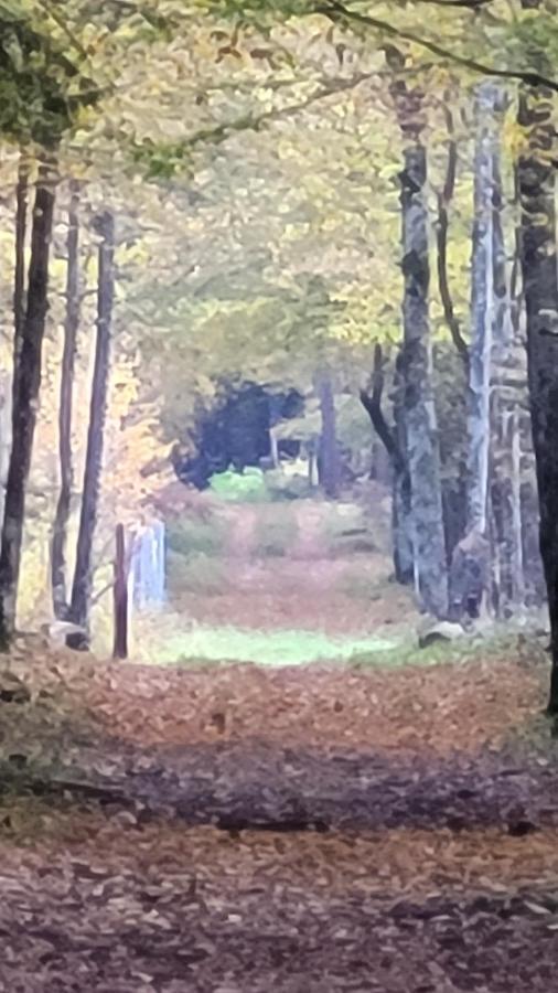 In Nature Bialowieza Exterior foto